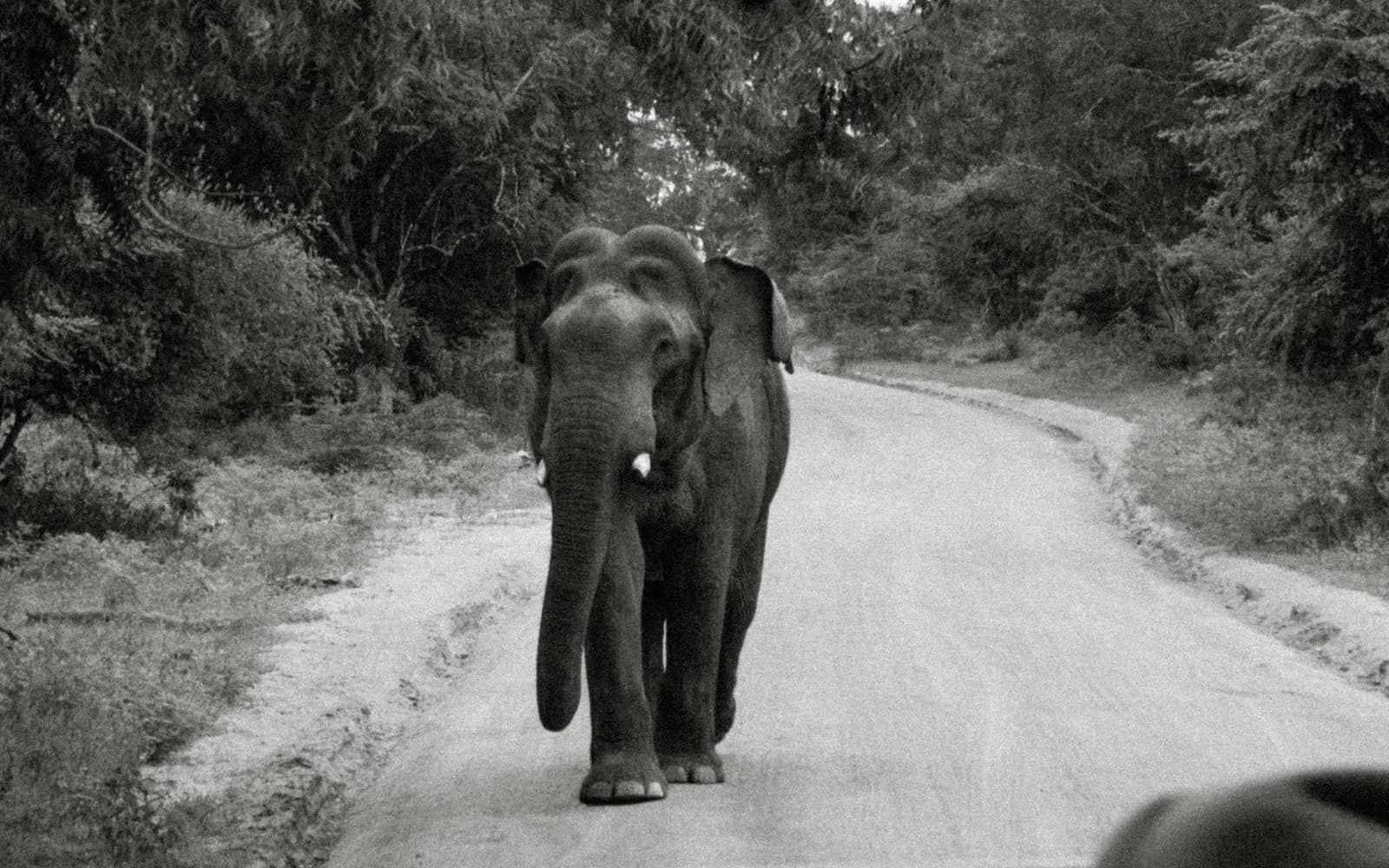 Wild elephant safari view representing seasonal route adjustments