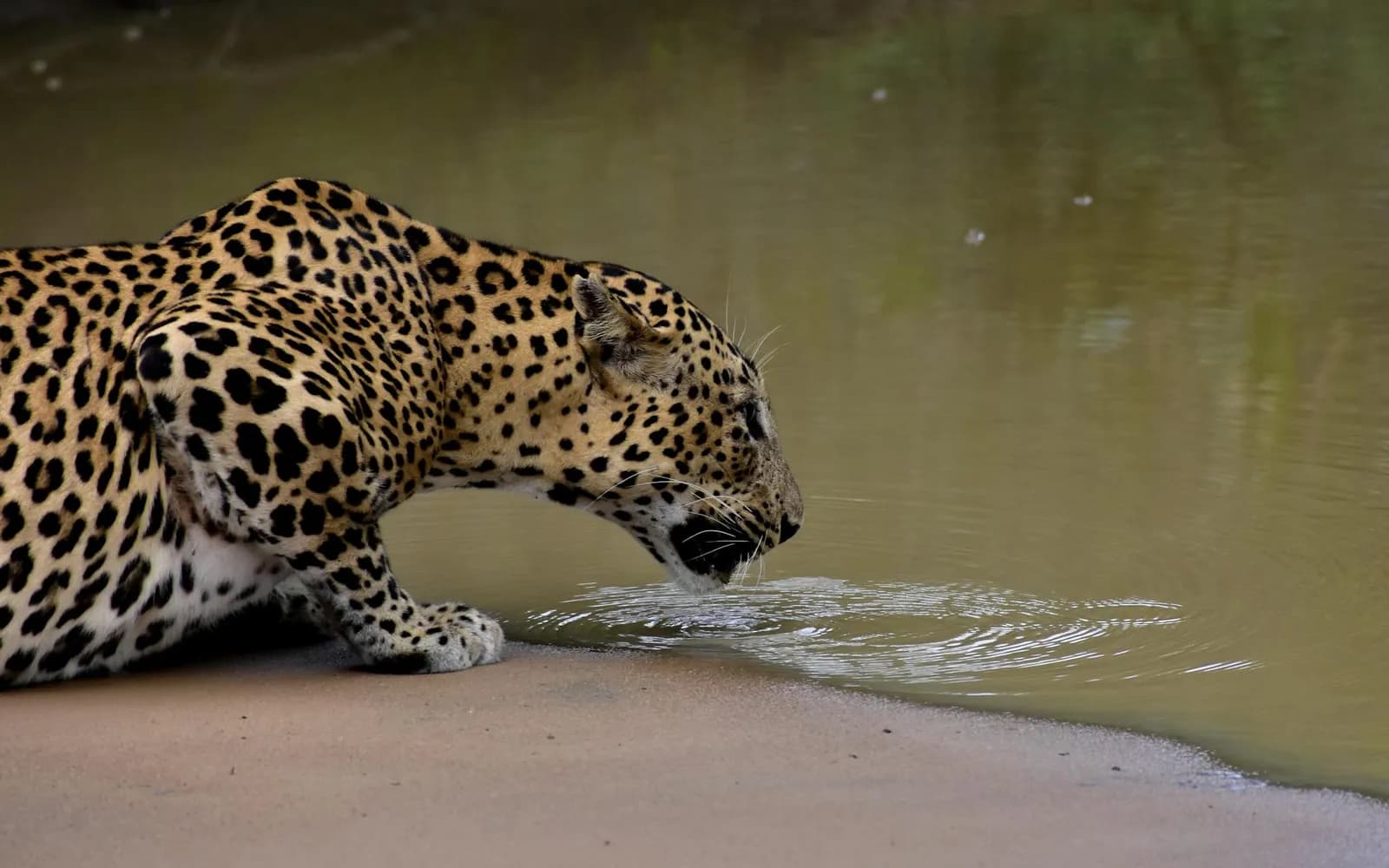 Leopard beside water during a Yala safari segment on a private itinerary