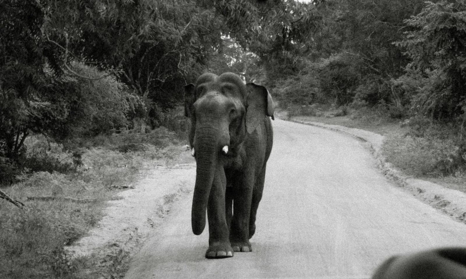 12 Day Sri Lanka Highlights & Safari Private Tour