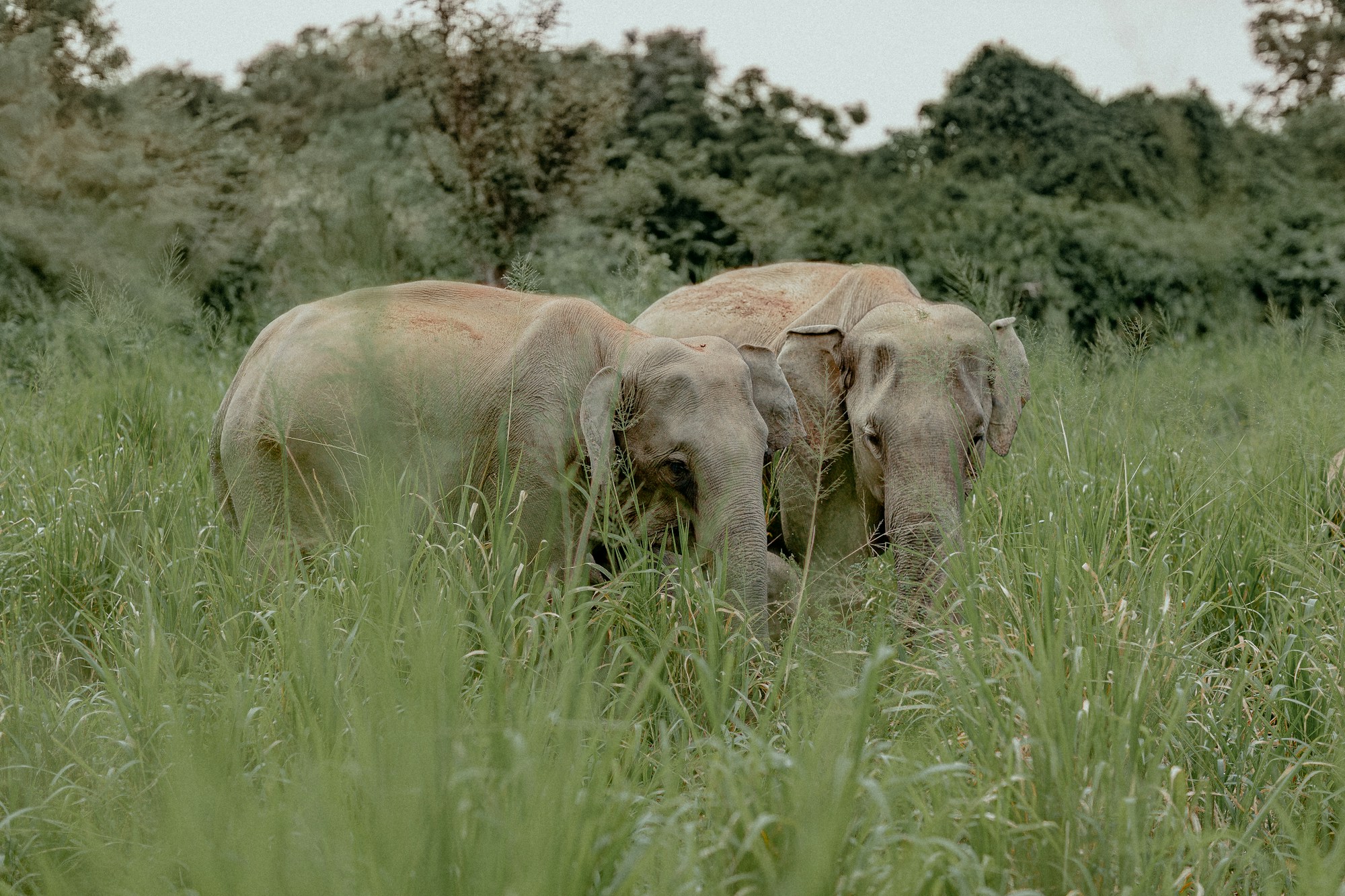 Sri Lanka private tour experiences - culture, hills, wildlife, and beaches - Image 4